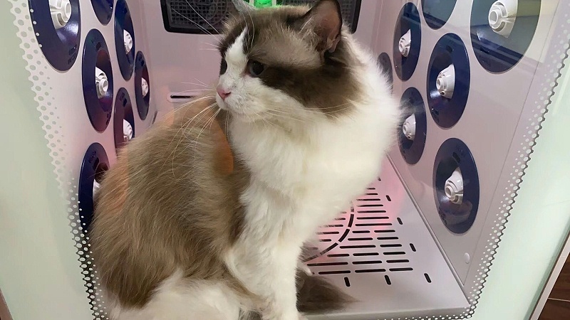 布偶猫 宠物烘干机