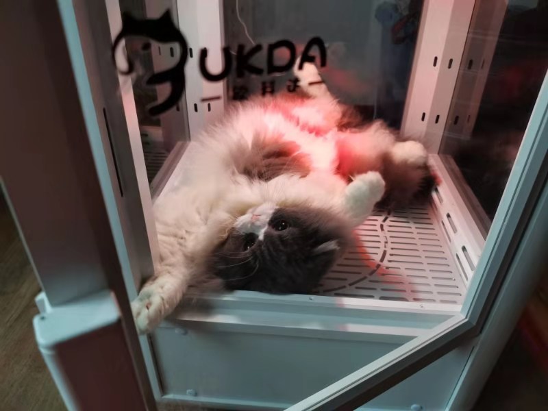 宠物烘干箱丨不骗你！猫咪洗完澡用它吹干，方便又安全！！