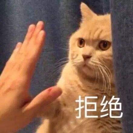 猫咪拒绝吹风机 只要欧科达宠物烘干机