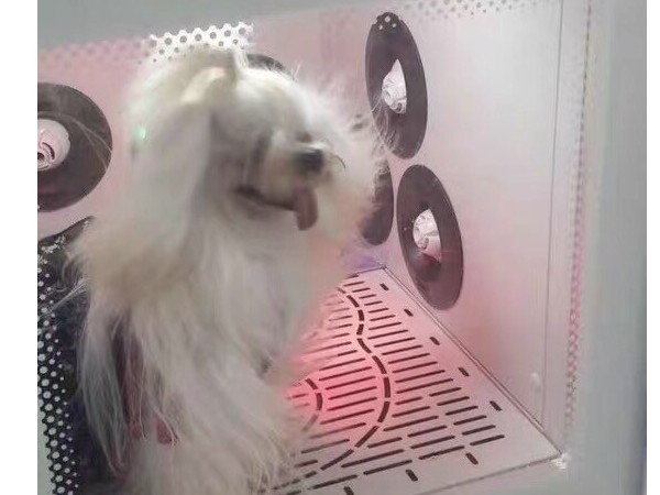 欧科达丨高大上的全自动宠物烘干机，值得拥有！