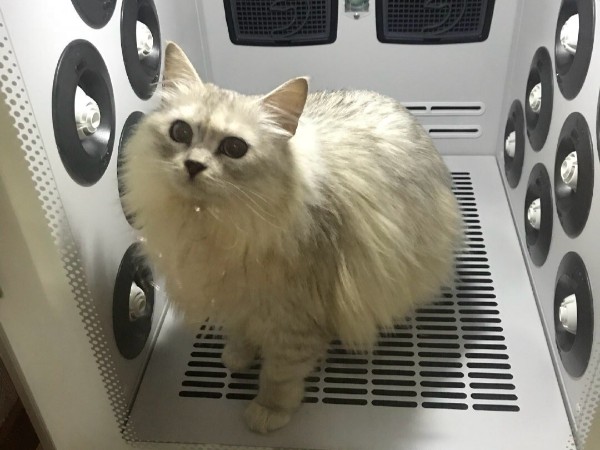 这款“烘干+护理”的猫咪烘干机，好用到OMG，超爱！