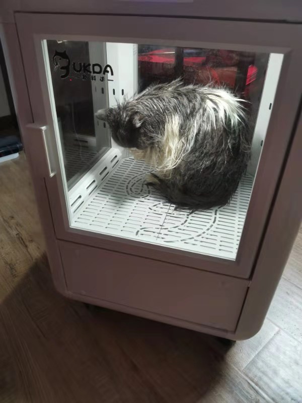 宠物烘干箱丨猫咪吹干的时候用上它，再也不会“毛发漫天飞”啦！