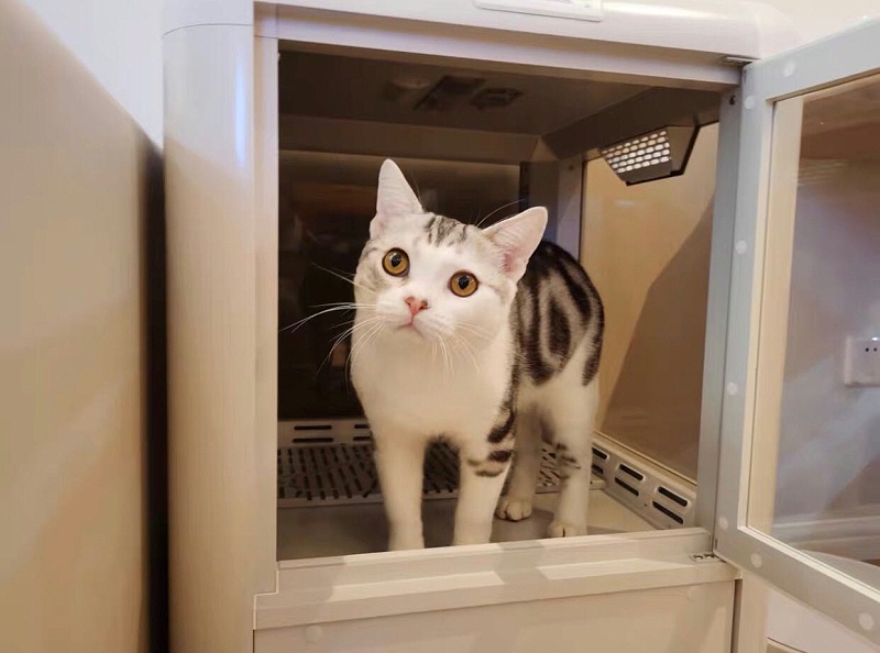 猫咪 欧科达宠物烘干箱