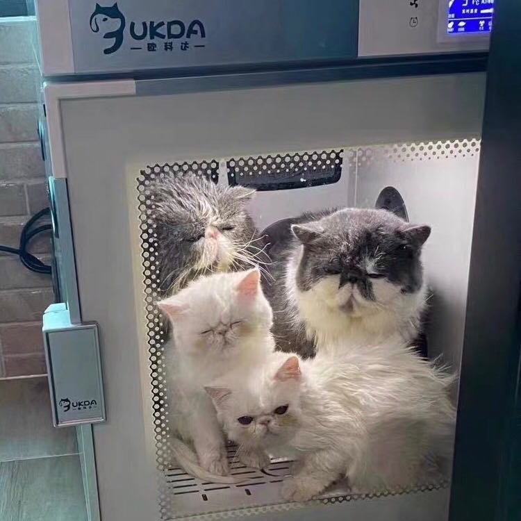 芜湖~有了宠物烘干箱，给猫咪吹毛就跟“开挂”了一样！